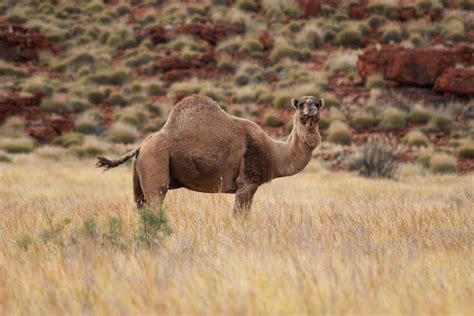 australia set to kill 10 000 camels by shooting them from helicopters