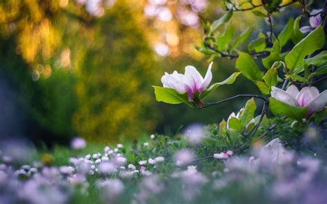 Nature Flowers Plants Depth Of Field Bokeh Wallpaper Flowers