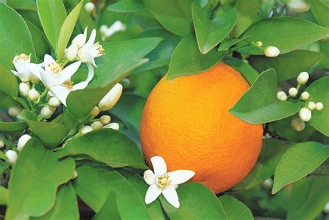 Tips For Healthy Citrus Trees The San Diego Union Tribune