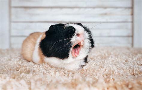 Why Do Guinea Pigs Chatter Their Teeth Anger Fear And Other Reasons
