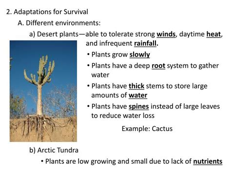 Several species of cactus are widely found in north america, south america and central america. PPT - Plant Kingdom Notes 1. Characteristics of Plant ...