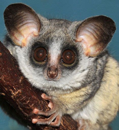 Small Mammals With Big Eyes Pets Lovers
