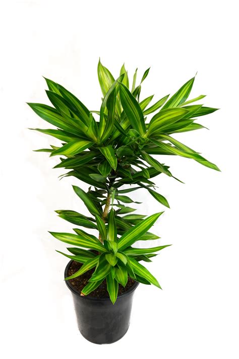 Check out our dracaena reflexa selection for the very best in unique or custom, handmade pieces from our plants shops. Dracaena reflexa (Song of Jamaica)
