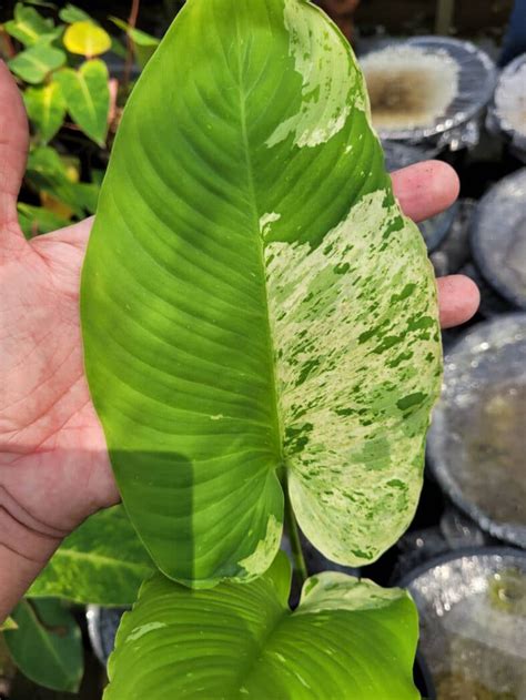 Schismatoglottis Wallichii Variegated Tropics Home