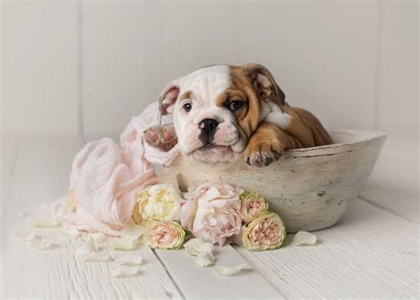 Best 20 This Adorable Newborn Puppy Photo Shoot Will Make Your Heart