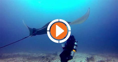 Video Incredible Manta Ray Rescue Scuba Diving