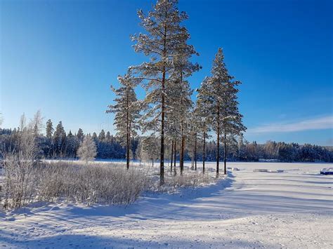 Winter Wonderland In Hedmark County Norway Stock Photo Image Of
