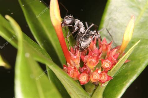 Hormiga Bala Este Tipo De Hormiga Es Famosa Por Tener Una Picadura