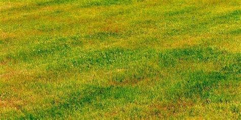 How To Tell If Your Lawn Needs Lime The Key To Green Luscious Grass