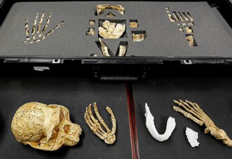 Meet Homo Naledi New Species Of Human Relative Discovered
