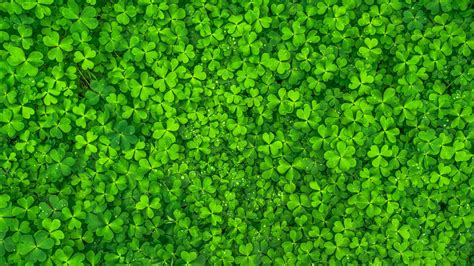 Green Four Leaf Clovers Hd Nature Wallpapers Hd Wallpapers Id 91171