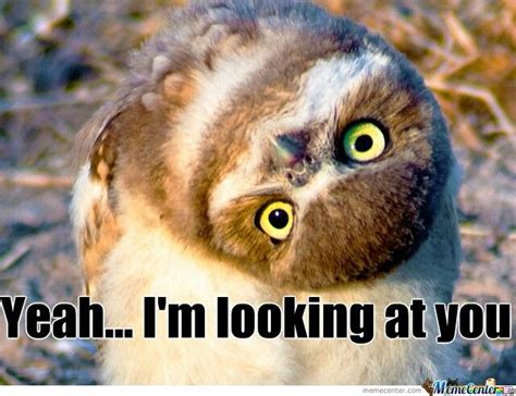 Pin By Kay Castillo On Owl Memes Owl Pet Owl Owl Photos