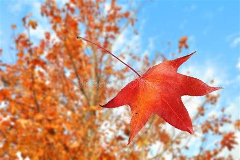 Leaf Falling From Tree Stock Photo Image Of Eaves Autumn 11878880