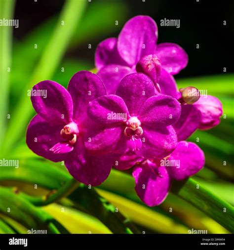 Beautiful Tropical Flowers Closeup Stock Photo Alamy