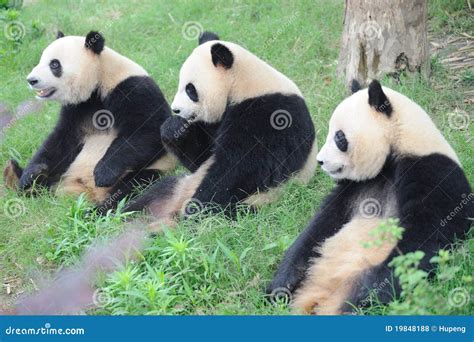 Three Lovely Pandas Sitting On The Grassland Stock Photo Image Of