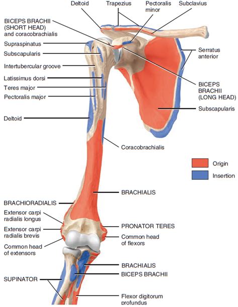muscles of forearm origin and insertion Google 검색 Medical anatomy
