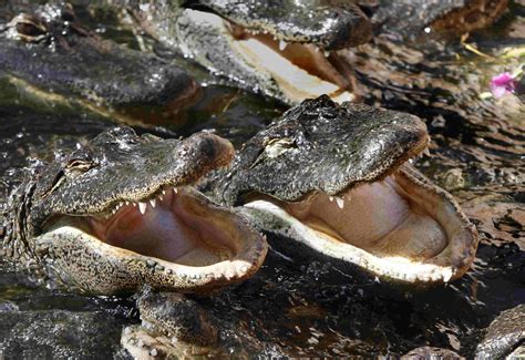 10 Alligator Facts Worth Learning