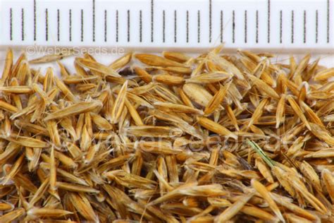 Лугови́к изви́листый, также лерхенфе́льдия извилистая (лат. Deschampsia flexuosa, Wavy Hair-grass - Seeds - plants ...