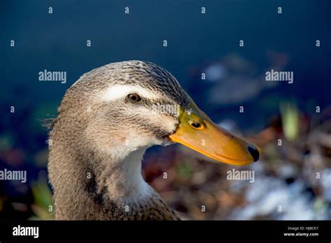 Lonely Duck Are By The Side Of The Pond Stock Photo Alamy