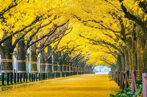 秋の黄色い銀杏の木の列。東京の秋の公園。 無料の写真