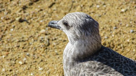 Ingyenes Képek Strand Tenger Természet állat Tengeri Madár