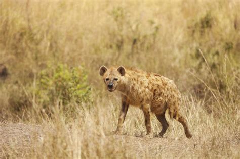 Hyena Attacks Sleeping Kruger Camper