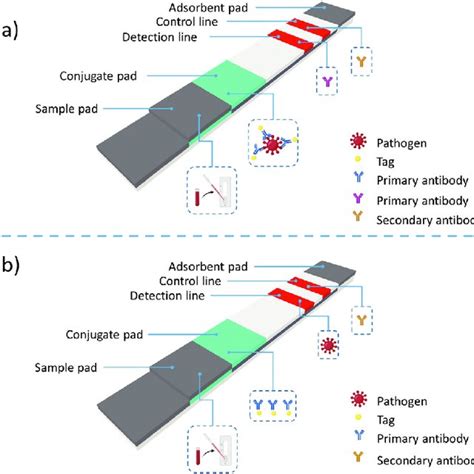 Structure Of A Lateral Flow Assay And The Two Main Types Of LFA Download Scientific Diagram