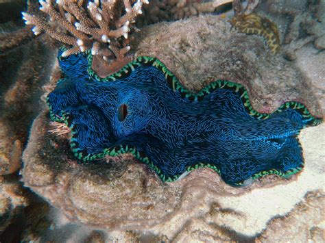 Free Images Nature Ocean Underwater Blue Fauna Starfish Coral