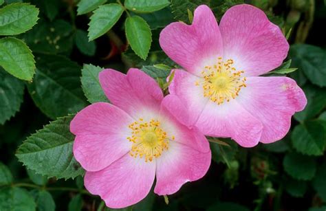 Medicinal Values Of Rose Herbal Encyclopedia