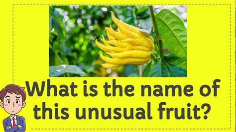 Break out your bucket list and make some travel plans. Unusual Fruit : 10 Unusual Fruits You Ve Probably Never ...