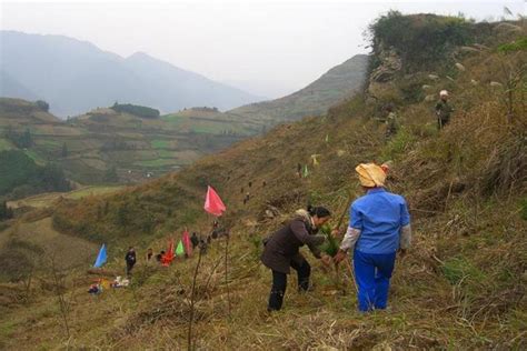 Local Residents Of Guiyang Helping In The Actual Reforestation Process