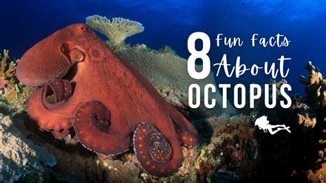 8 Fun Facts About Octopus Girls That Scuba