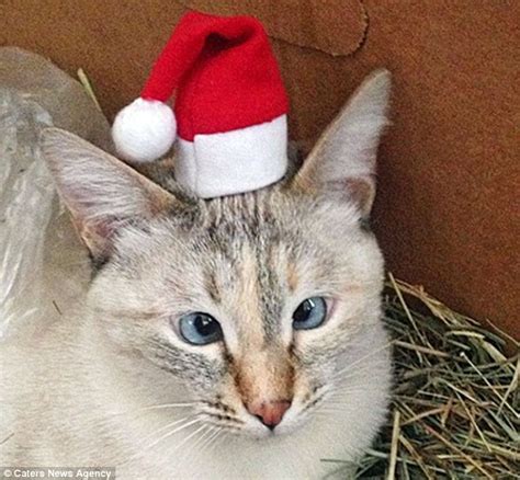 Muni The Cross Eyed Cat Finds Internet Fame After Being