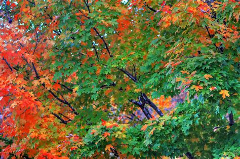 Free Photo Fall Season Autumn Maple Turning Free