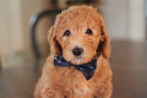 These playful, loving mini goldendoodle puppies are a cross between the golden retriever and the mini poodle. Goldendoodle Puppies For Sale Blue Collar Boy Major ...