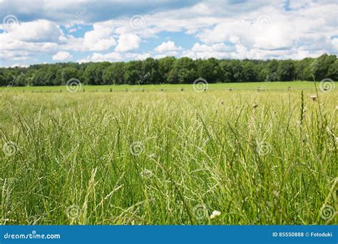 Green Pastures Horse Farms Countryside Spring Landscape Stock Photo