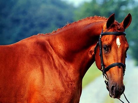 Horse Cavalos Bonitos Animais Lindos Amor De Cavalo