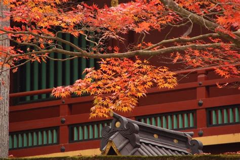 Autumn Leaves In Nikko 2023 Visit Tochigi Kyuhoshi