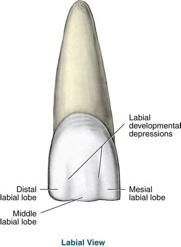 16 Permanent Anterior Teeth Pocket Dentistry
