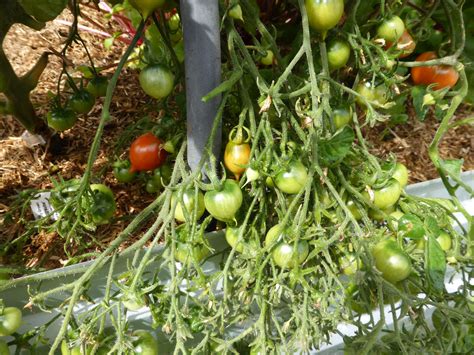 Riesentraube Tomato Daves Seed