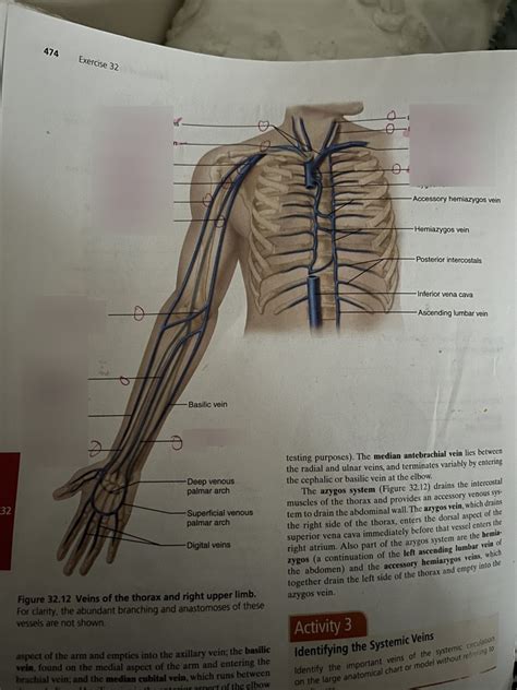 Veins Of The Thorax And Right Upper Arm Diagram Quizlet
