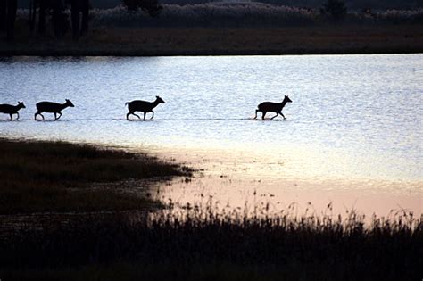 Sika Deer At Sunset Stock Photo Download Image Now Animal Back Lit
