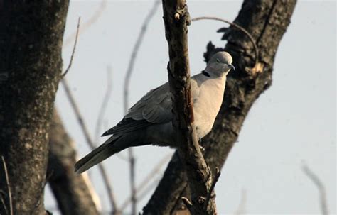 During the 20th century, this pale dove expanded its range spectacularly from the middle east all the way across europe. Eurasian Collared-Dove