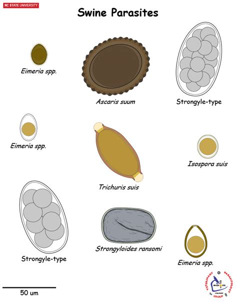 Ncsu Veterinary Parasitology