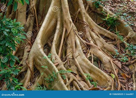Hanging Roots Of An Exotic Tropical Tree Stock Image Image Of Wood