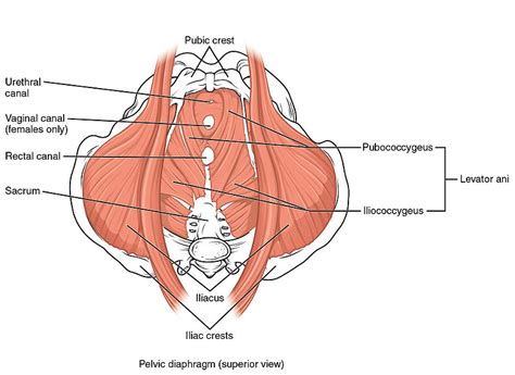 Physiotherapy Management Of Urinary Incontinence In Females