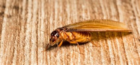 Identify And Get Rid Of Flying Termite Infestation Fantastic Services