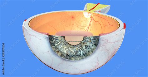 Illustrazione Stock Eye Anatomy 25 Pupil Sclera Iris Cornea Retina