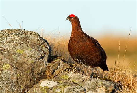 Andy Shepherd Wildlife Photography Red Grouse