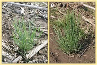 We did not find results for: Weed of the Month: Carolina Foxtail and Little Barley ...